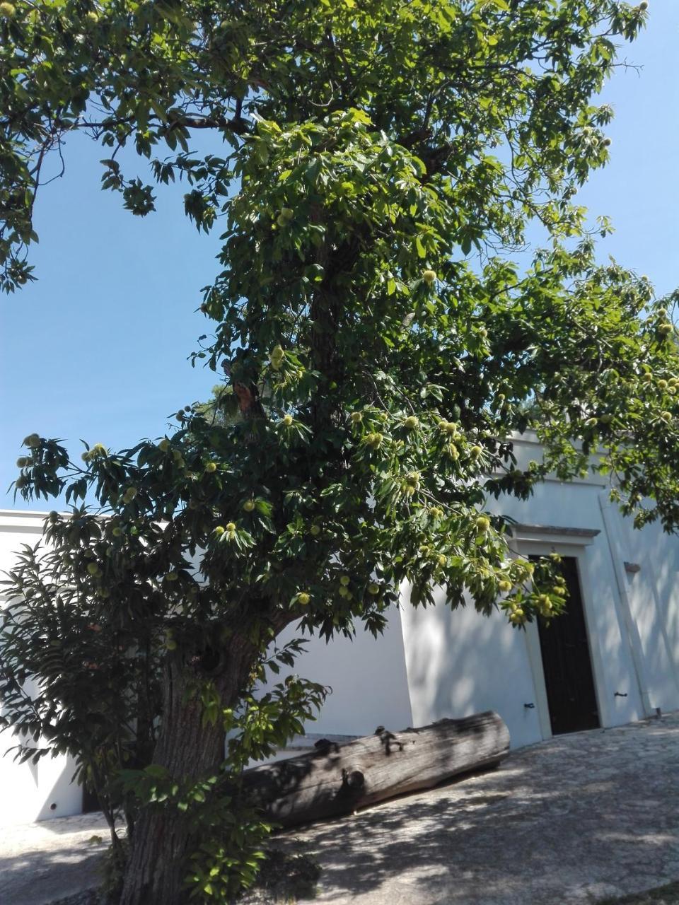 פאסאנו B&B Villa Rosanna מראה חיצוני תמונה